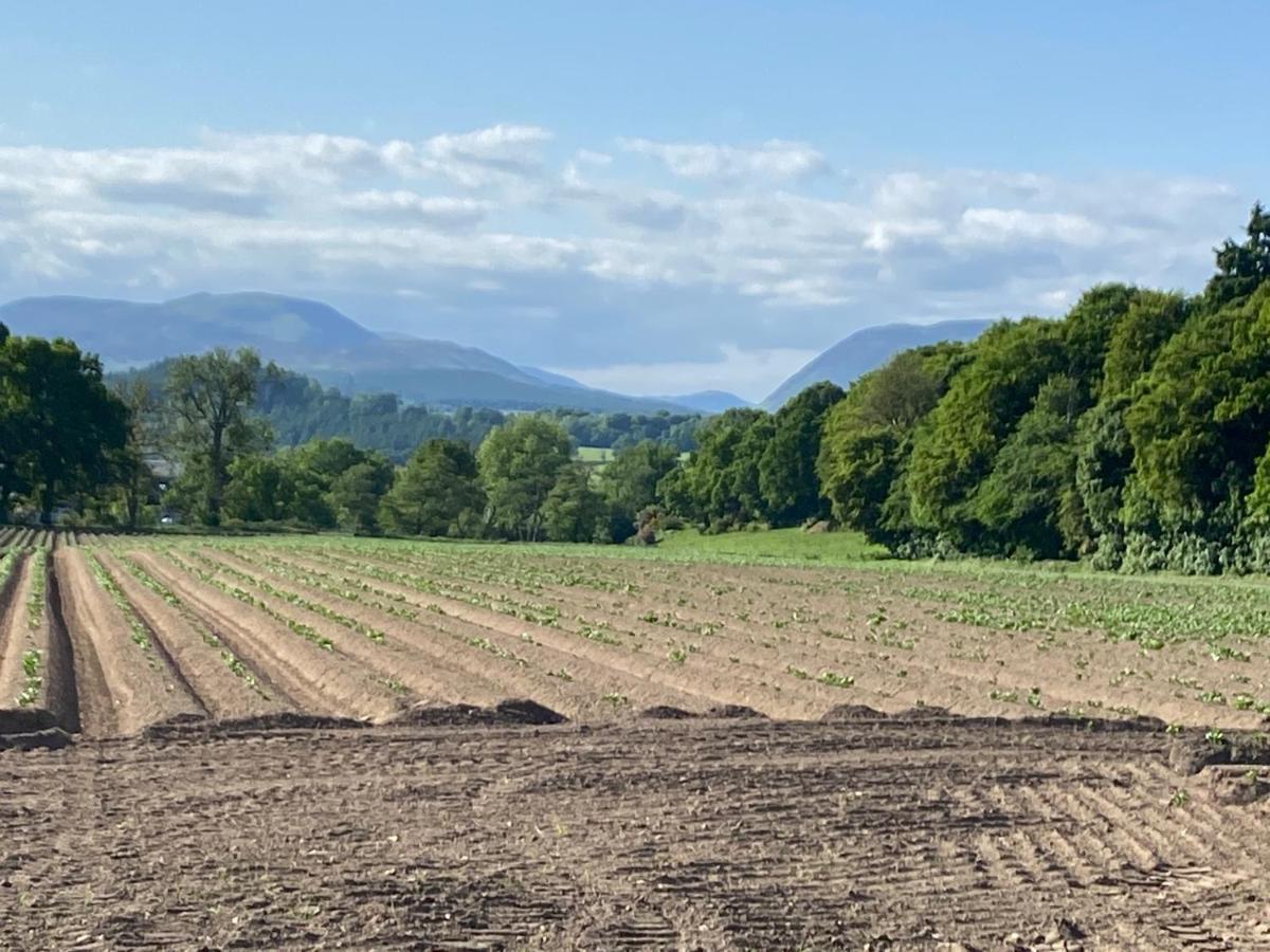 Spacious Cottage - Walk To Crieff Eksteriør billede